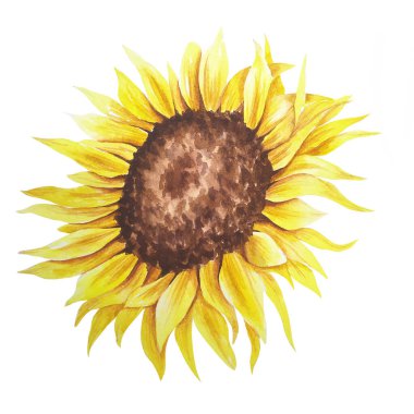 Suluboya ayçiçeği el resmi, beyaz arka planda izole edilmiş suluboya ayçiçeği. Suluboya çiçekleri. Botanik Çizim