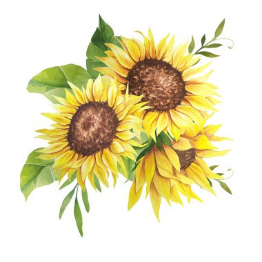 Suluboya ayçiçeği buketi, elle boyanmış ayçiçeği buketleri, ayçiçeği çiçek aranjmanı. Düğün davetiyesi ortamı. Suluboya çiçekleri. Botanik çizimi. Beyaz arkaplan.