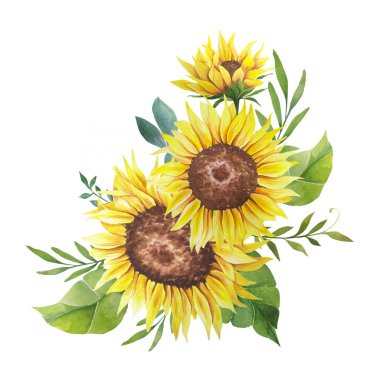 Suluboya ayçiçeği buketi, elle boyanmış ayçiçeği buketleri, ayçiçeği çiçek aranjmanı. Düğün davetiyesi ortamı. Suluboya çiçekleri. Botanik çizimi. Beyaz arkaplan.