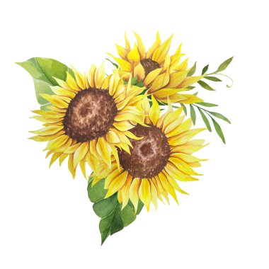 Suluboya ayçiçeği buketi, elle boyanmış ayçiçeği buketleri, ayçiçeği çiçek aranjmanı. Düğün davetiyesi ortamı. Suluboya çiçekleri. Botanik çizimi. Beyaz arkaplan.
