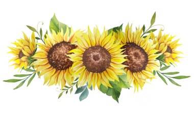 Suluboya ayçiçeği buketi, elle boyanmış ayçiçeği buketleri, ayçiçeği çiçek aranjmanı. Düğün davetiyesi ortamı. Suluboya çiçekleri. Botanik çizimi. Beyaz arkaplan.