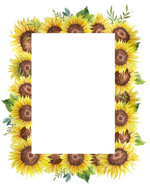 Suluboya Ayçiçeği Çerçevesi. Ayçiçekli ve yapraklı çiçek çerçevesi. Beyaz arka plan. Suluboya çiçekleri. Botanik Çizim.