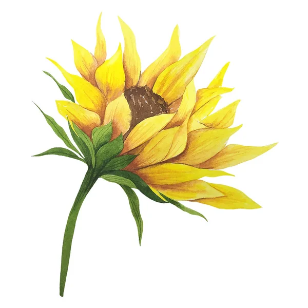 Watercolor sunflower hand painted illustration, watercolour sunflower isolated on white background. Watercolor floral. Botanical Drawing