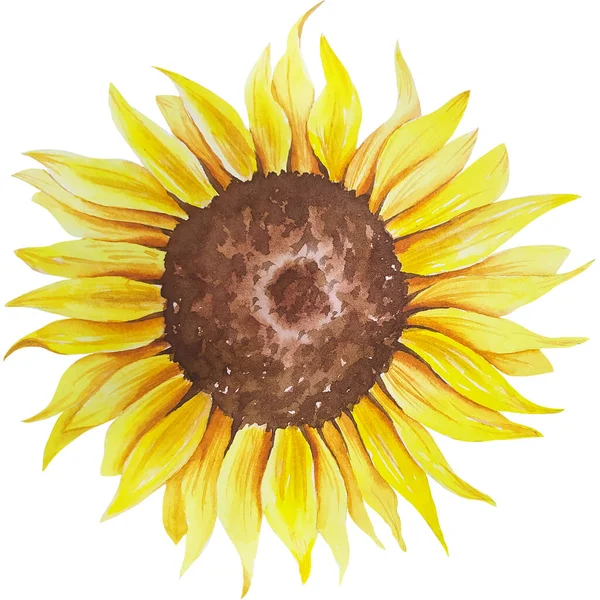 Suluboya ayçiçeği el resmi, beyaz arka planda izole edilmiş suluboya ayçiçeği. Suluboya çiçekleri. Botanik Çizim