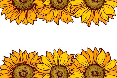 Sunflower frame vector illustration. Sunflowers isolated. Botanical floral illustration. Sunflower background with greener
