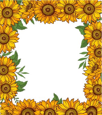 Sunflower frame vector illustration. Sunflowers isolated. Botanical floral illustration. Sunflower background with greener