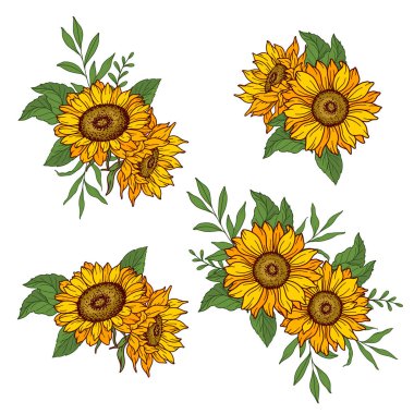 Sunflower vector illustration. Sunflowers isolated. Botanical floral illustration. Yellow summer flowe