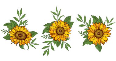 Sunflower vector illustration. Sunflowers isolated. Botanical floral illustration. Yellow summer flowe