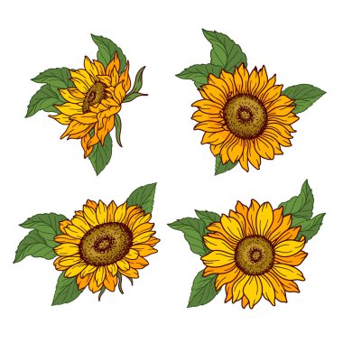 Sunflower vector illustration. Sunflowers isolated. Botanical floral illustration. Yellow summer flowe
