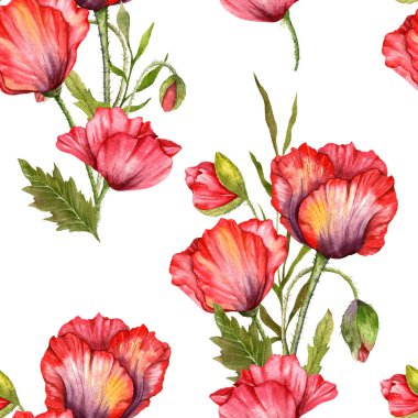 Haşhaş desensiz, el boyalı suluboya. Kırmızı Çiçekli Poppie ile Kusursuz Yaz arkaplanı