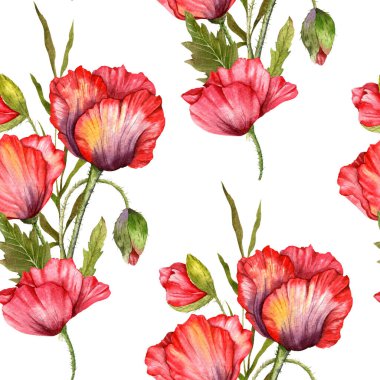 Haşhaş desensiz, el boyalı suluboya. Kırmızı Çiçekli Poppie ile Kusursuz Yaz arkaplanı