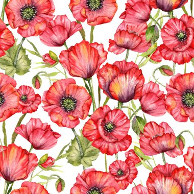 Haşhaş desensiz, el boyalı suluboya. Kırmızı Çiçekli Poppie ile Kusursuz Yaz arkaplanı