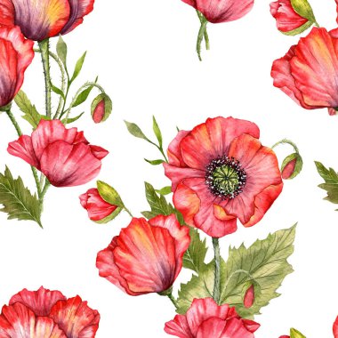 Haşhaş desensiz, el boyalı suluboya. Kırmızı Çiçekli Poppie ile Kusursuz Yaz arkaplanı