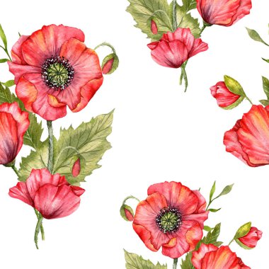 Haşhaş desensiz, el boyalı suluboya. Kırmızı Çiçekli Poppie ile Kusursuz Yaz arkaplanı