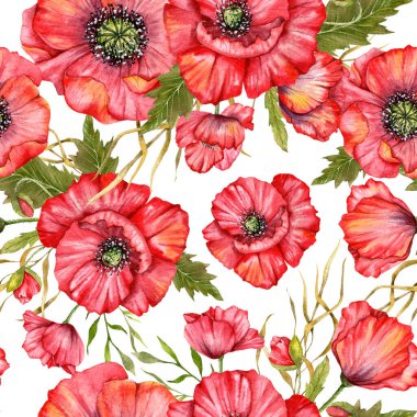 Haşhaş desensiz, el boyalı suluboya. Kırmızı Çiçekli Poppie ile Kusursuz Yaz arkaplanı