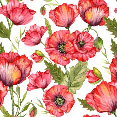 Haşhaş desensiz, el boyalı suluboya. Kırmızı Çiçekli Poppie ile Kusursuz Yaz arkaplanı