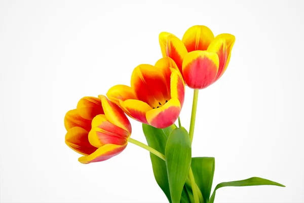 Red and yellow tulips — Stock Photo, Image