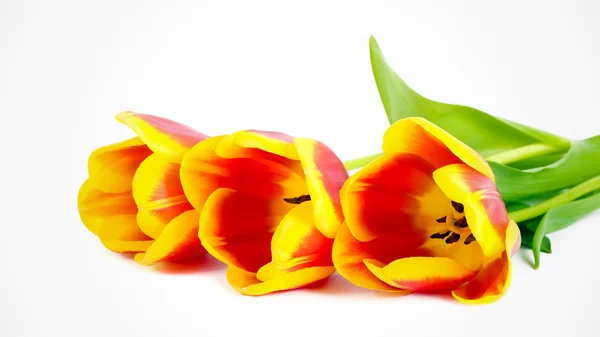 Rode en gele tulpen — Stockfoto