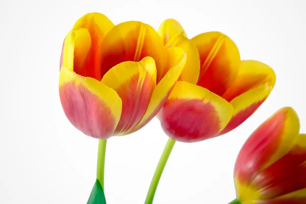 Red and yellow tulips — Stock Photo, Image