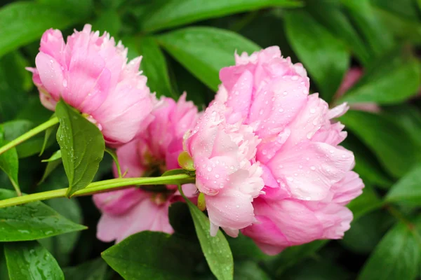 Peonie rosa con gocce di pioggia , — Foto Stock