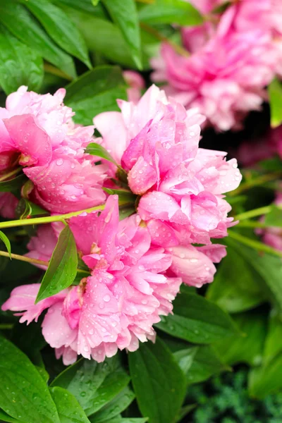 Peonie rosa con gocce di pioggia — Foto Stock