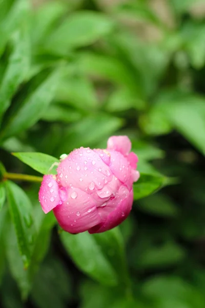 Peônias rosa com gotas de chuva — Fotografia de Stock