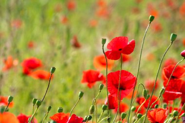 Kırmızı haşhaş tohumu çiçekler 