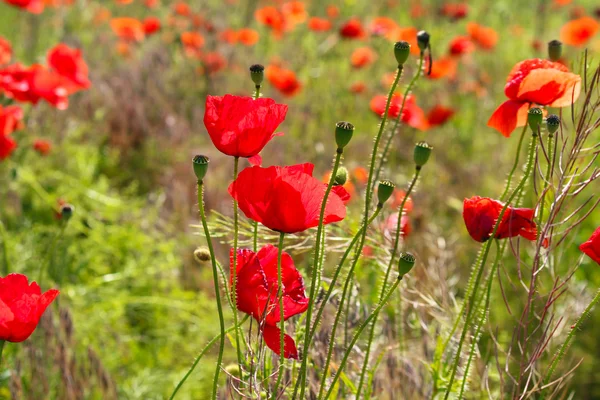 Red poppy seed flowers — Stock Photo, Image