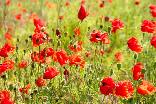 Red poppy seed flowers — Stock Photo, Image