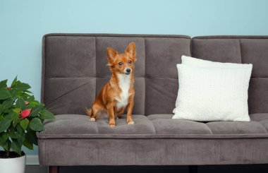 Kanepede küçük tatlı kırmızı bir köpek