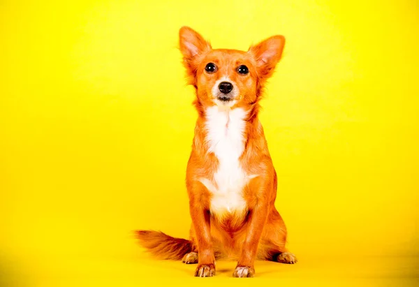 Anjing Kecil Yang Lucu Dengan Latar Belakang Kuning — Stok Foto