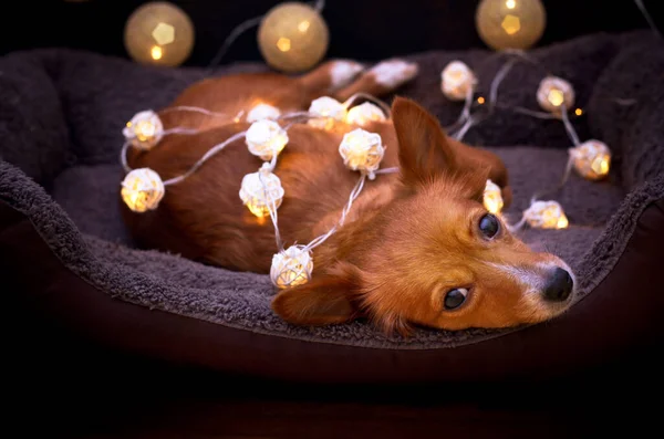 Cão Pequeno Cama Cão Com Luzes — Fotografia de Stock