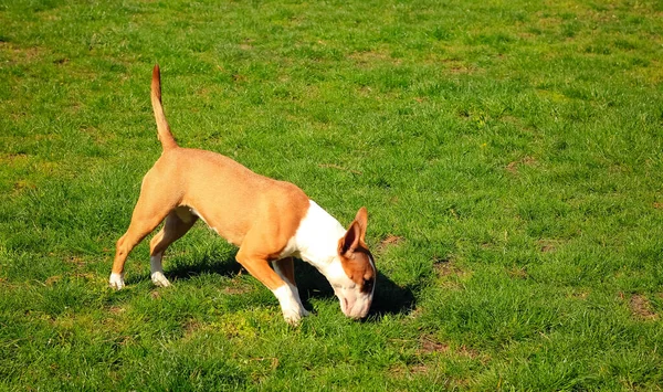 Бультер Собака Грає Парку — стокове фото