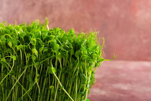 Microgreen 箱の中の若い野菜の緑 — ストック写真