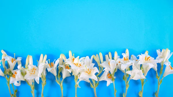 Lys Blancs Sur Fond Bleu — Photo