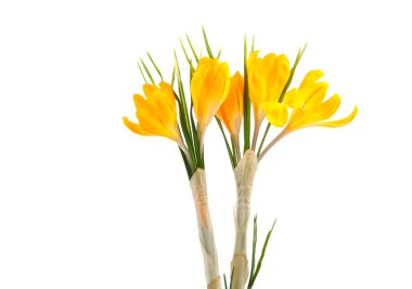 Sarı tarla çiçekleri 