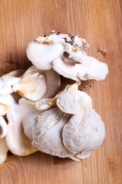 İstiridye mantarı. 