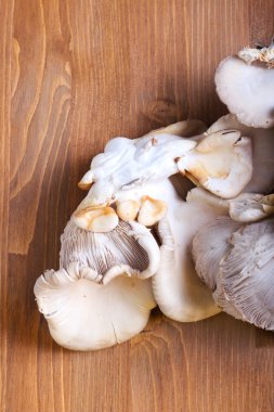 İstiridye mantarı. 