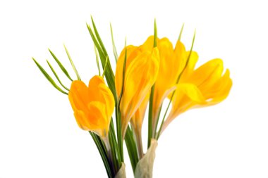 Sarı tarla çiçekleri