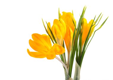 Sarı tarla çiçekleri 