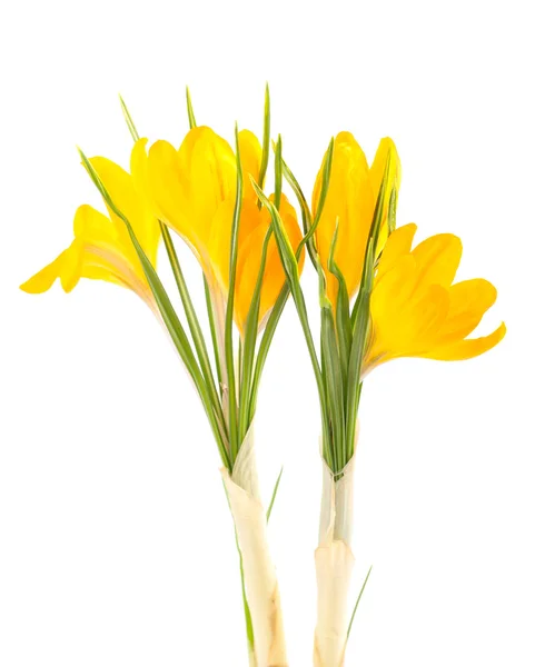 Yellow crocus flowers — Stock Photo, Image