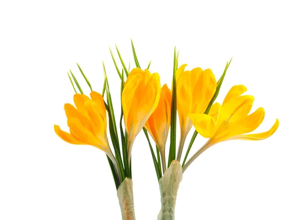 Flores amarelas de croco — Fotografia de Stock