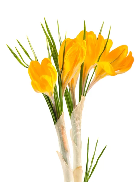 Yellow crocus flowers — Stock Photo, Image