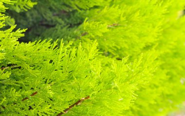 Evergreen dekoratif bush