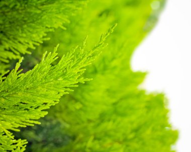 Evergreen dekoratif bush