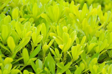 Genç yeşil yaprakları 