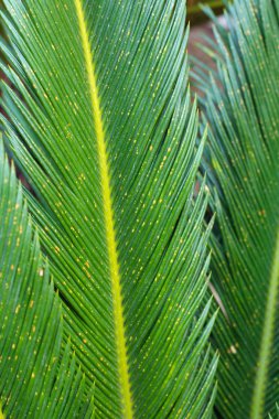 Palmiye yaprağı kapat,