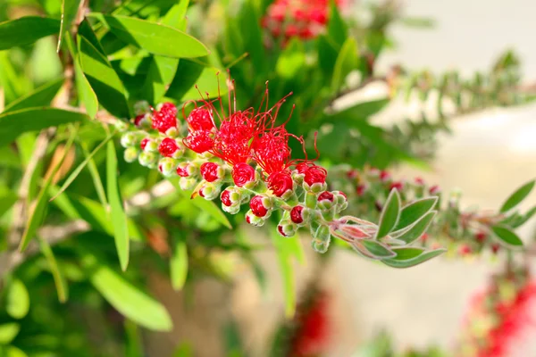 Flor vermelha — Fotografia de Stock