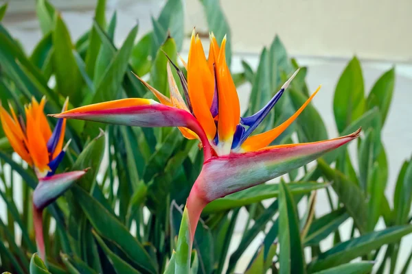 Barevné, exotická květina Strelitzia — Stock fotografie