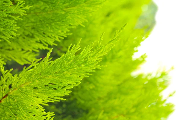 Evergreen dekoratif bush, 